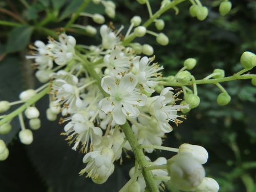 Clethra barbinervis, photograph 1