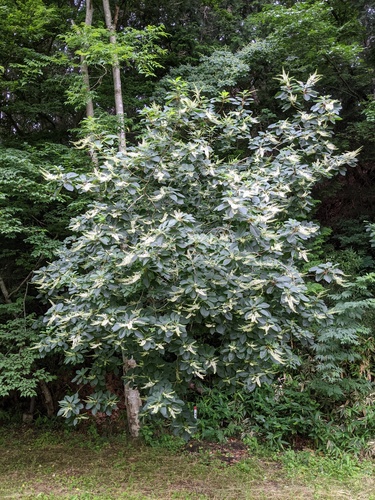 Clethra barbinervis, photograph 2
