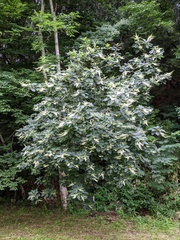 Clethra barbinervis, photograph Timur Kalininsky, CC BY, iNaturalist via GBIF
