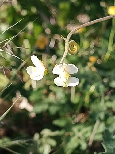 Faux Persil (Cardiospermum corindum)