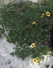 Helianthus debilis image
