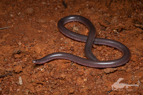 Pale-headed Blind Snake