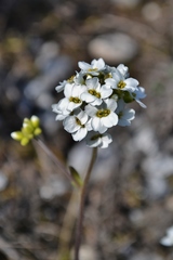 Schivereckia podolica