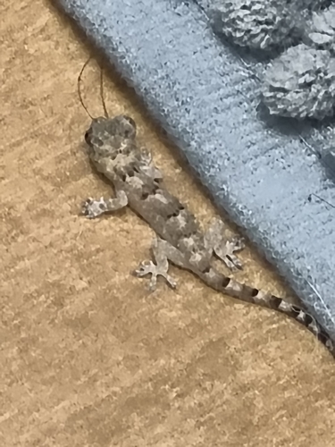 Tropical House Gecko