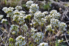 Schivereckia podolica