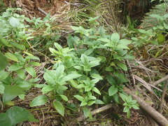 Lobelia physaloides