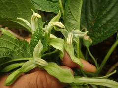 Lobelia physaloides