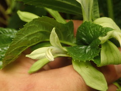 Lobelia physaloides