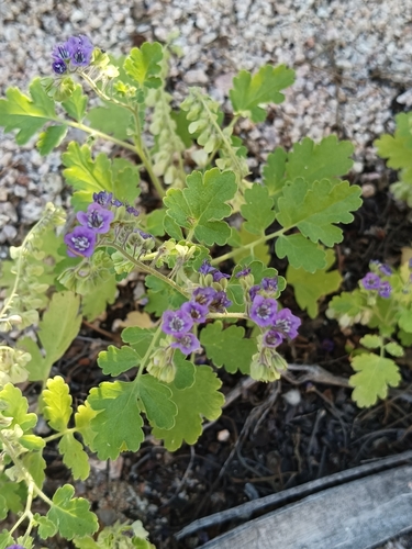 Phacelia scariosa (Phacelia scariosa)
