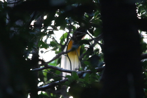 Lesser Bird-of-paradise (Paradisaea minor), photo 7