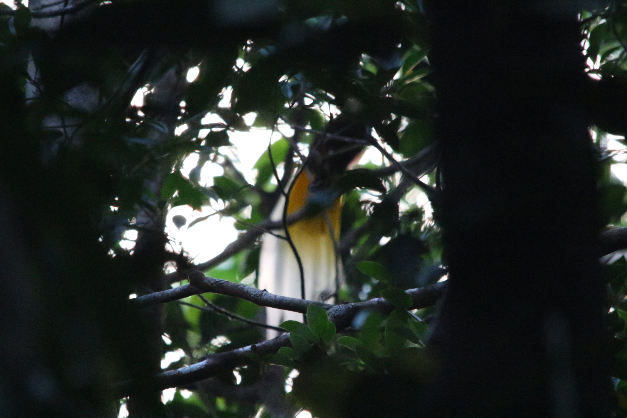 Lesser Bird-of-paradise (Paradisaea minor), photo 7