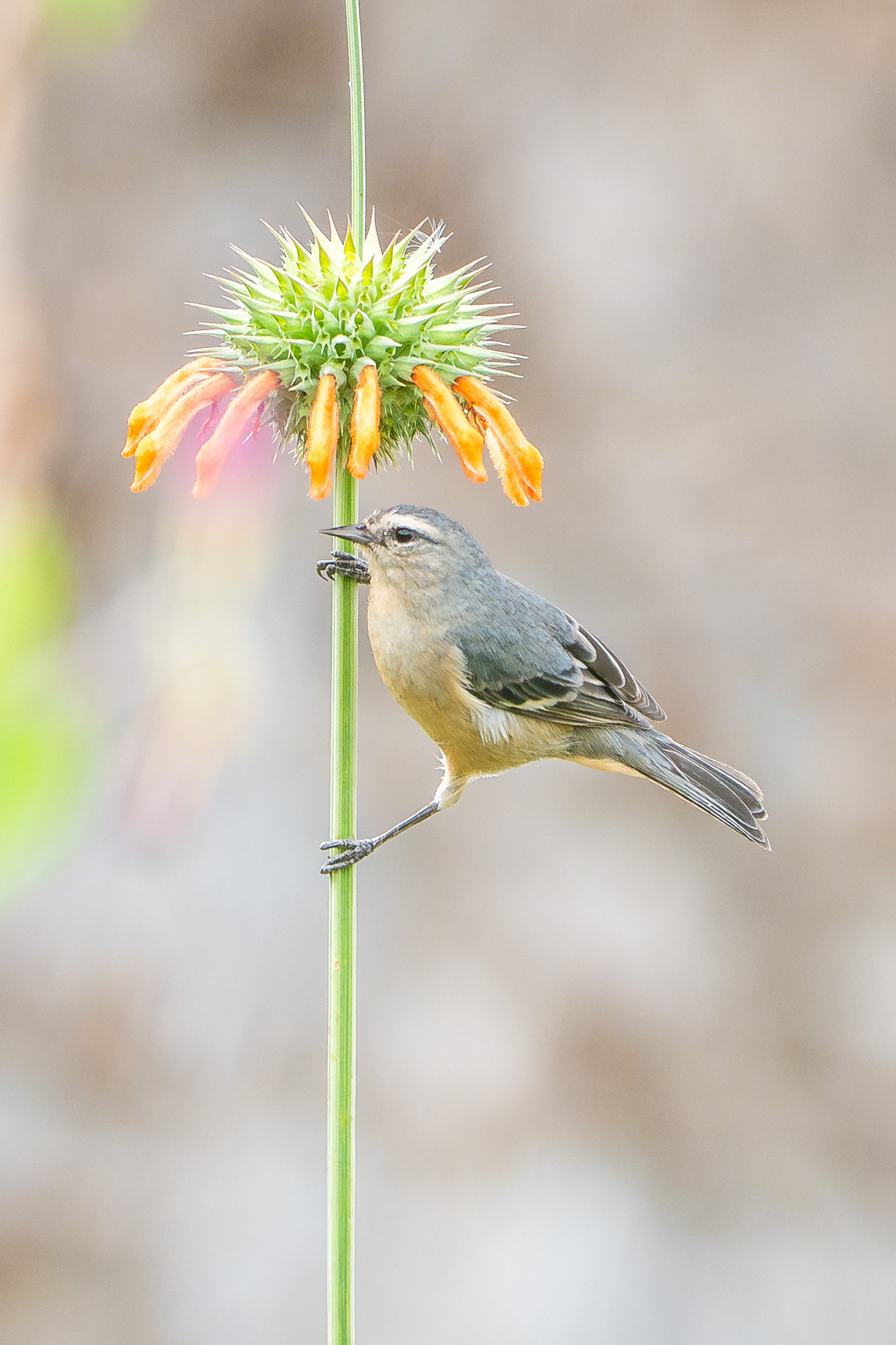 Cinereous Conebill (Conirostrum cinereum), photo 1
