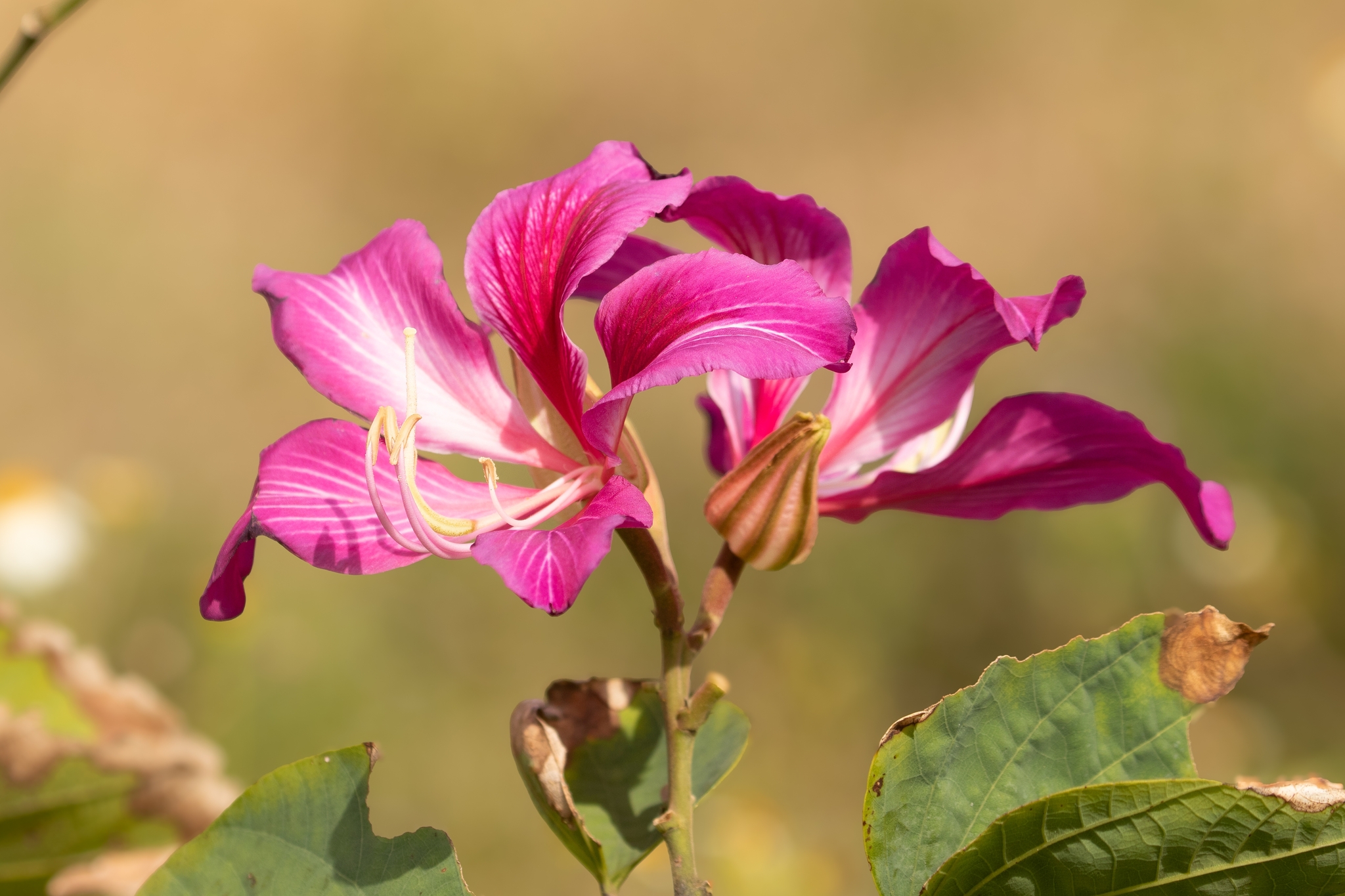 Dương tử kinh (Bauhinia blakeana)
