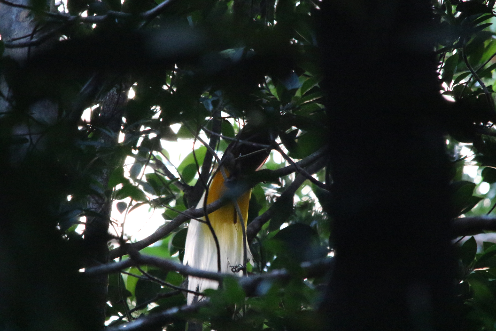 Lesser Bird-of-paradise (Paradisaea minor), photo 8