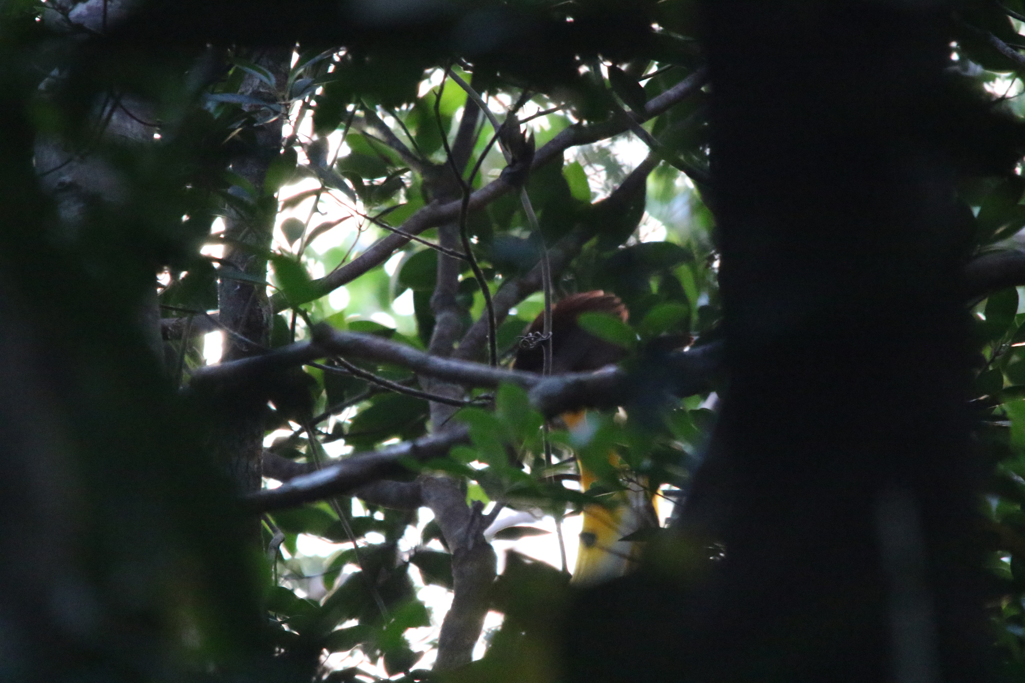 Lesser Bird-of-paradise (Paradisaea minor), photo 10