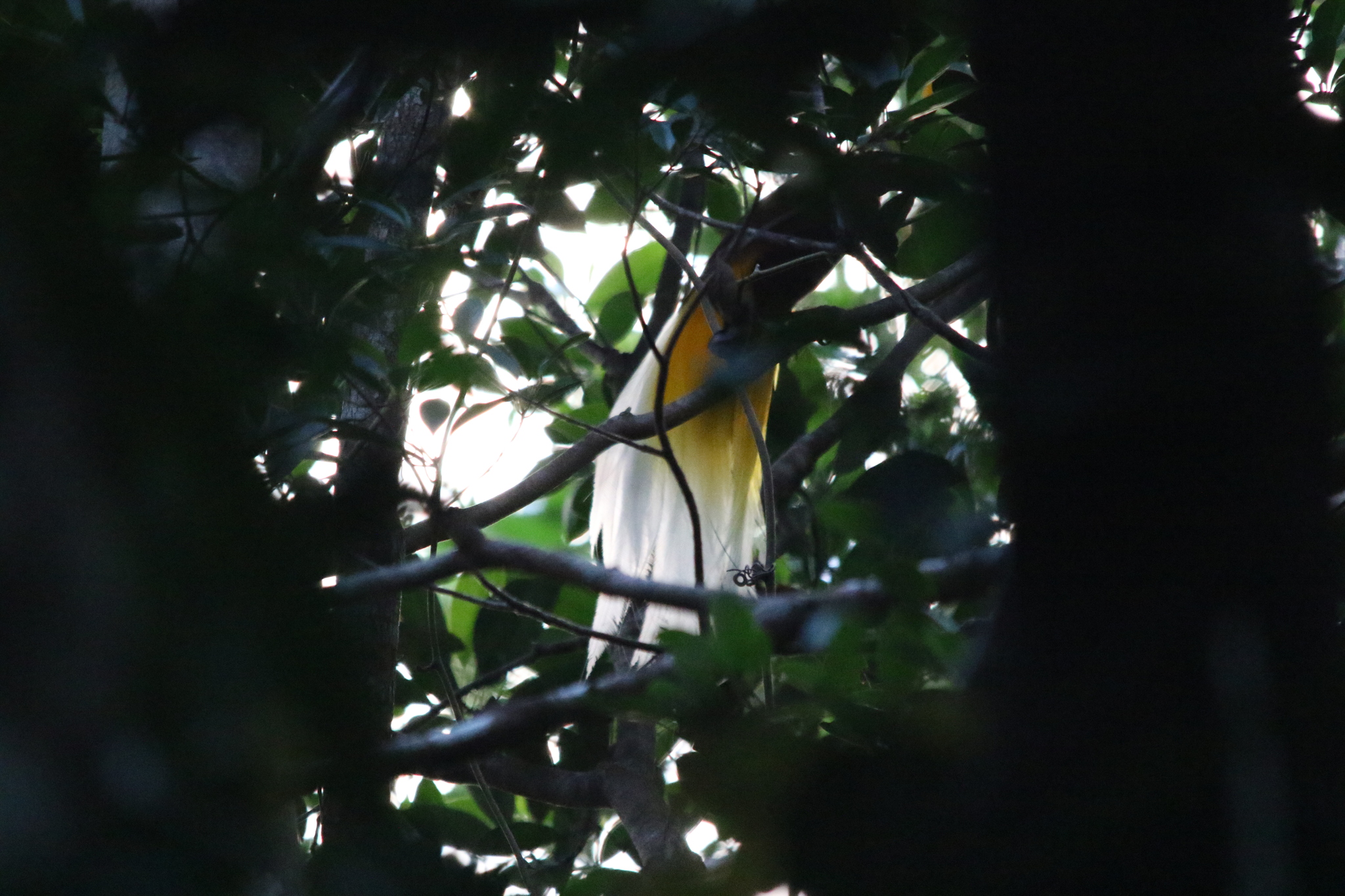 Lesser Bird-of-paradise (Paradisaea minor), photo 9