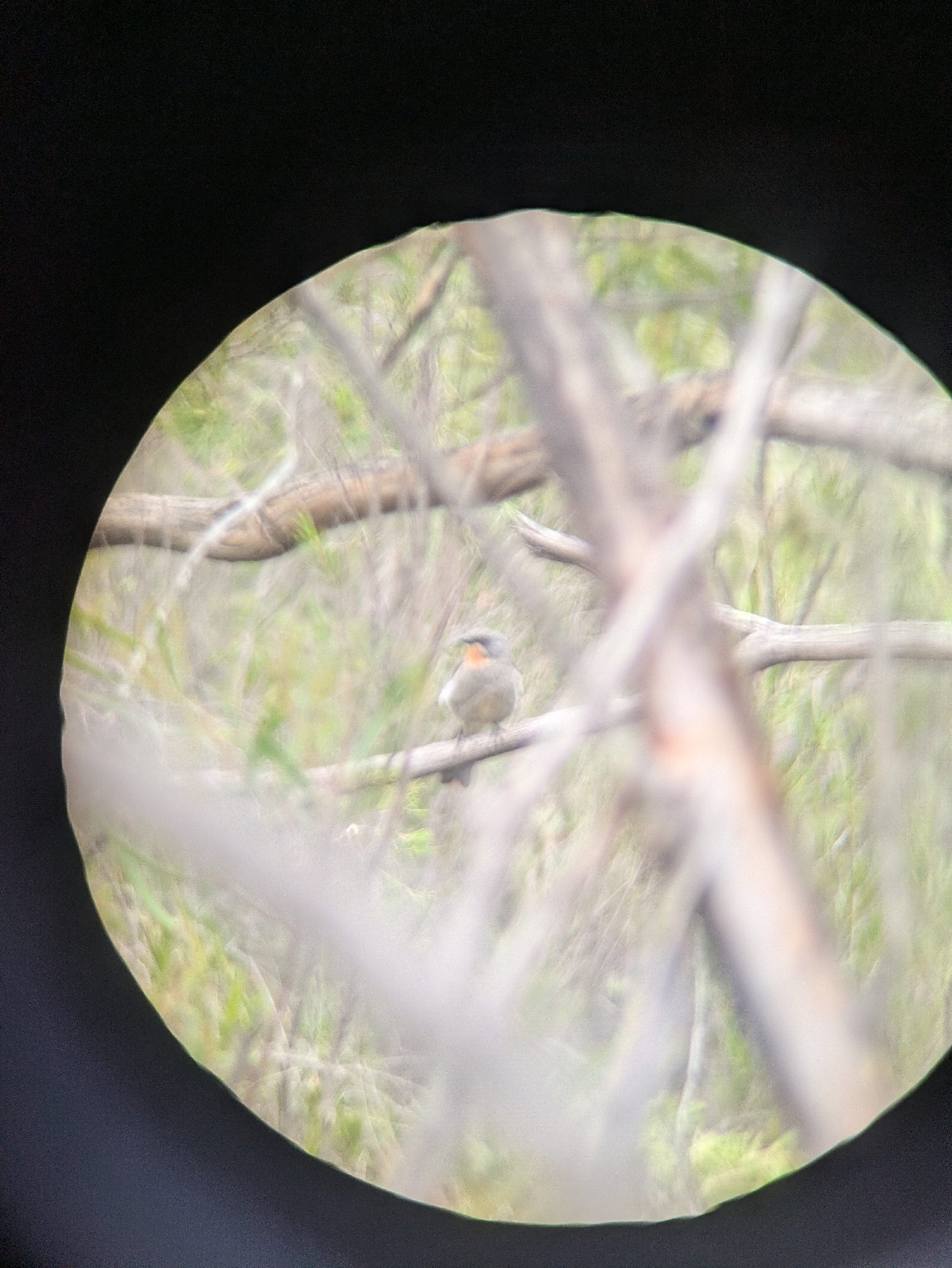 Gilbert's Whistler (Pachycephala inornata), photo 4