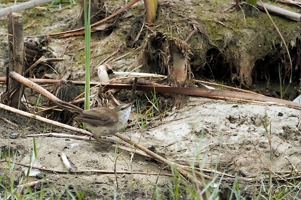 Lesser Swamp Warbler (Acrocephalus gracilirostris), photo 1