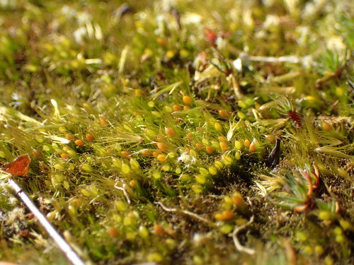 Pleuridium acuminatum observed 2026-02-15