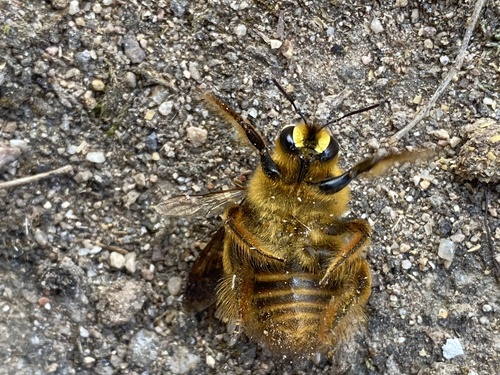 Red-legged Bumble-bee Carpenter