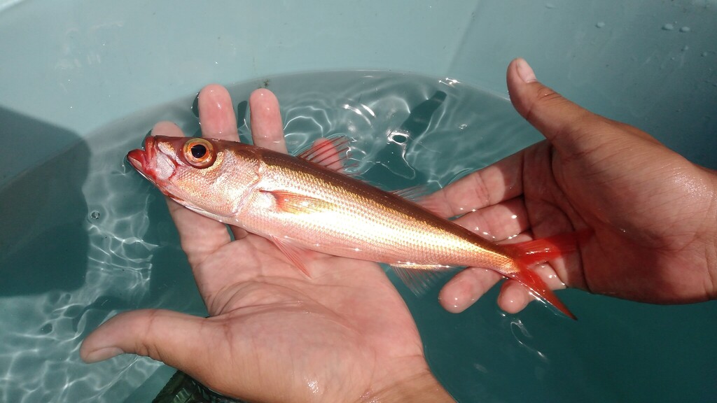 Japanese Rubyfish in August 2023 by holyel · iNaturalist