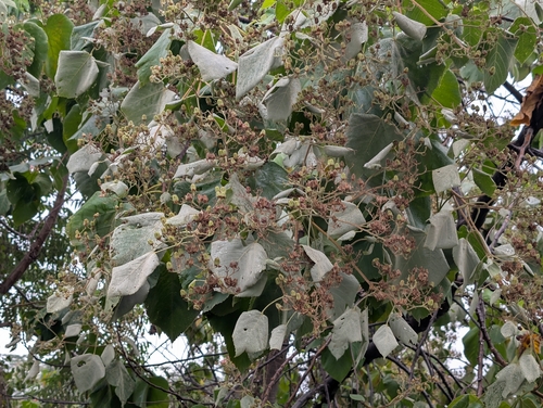 Melochia umbellata, photograph 4