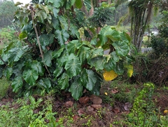 Macaranga mappa