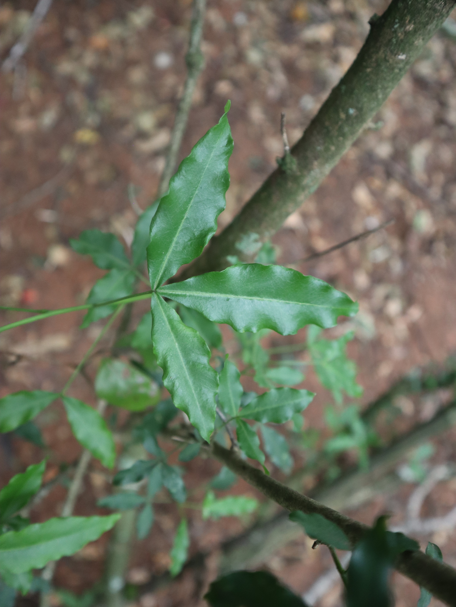Imagem de Vepris lanceolata