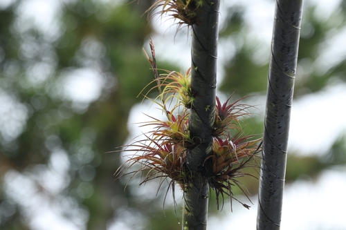 Parásita (Tillandsia polystachia)