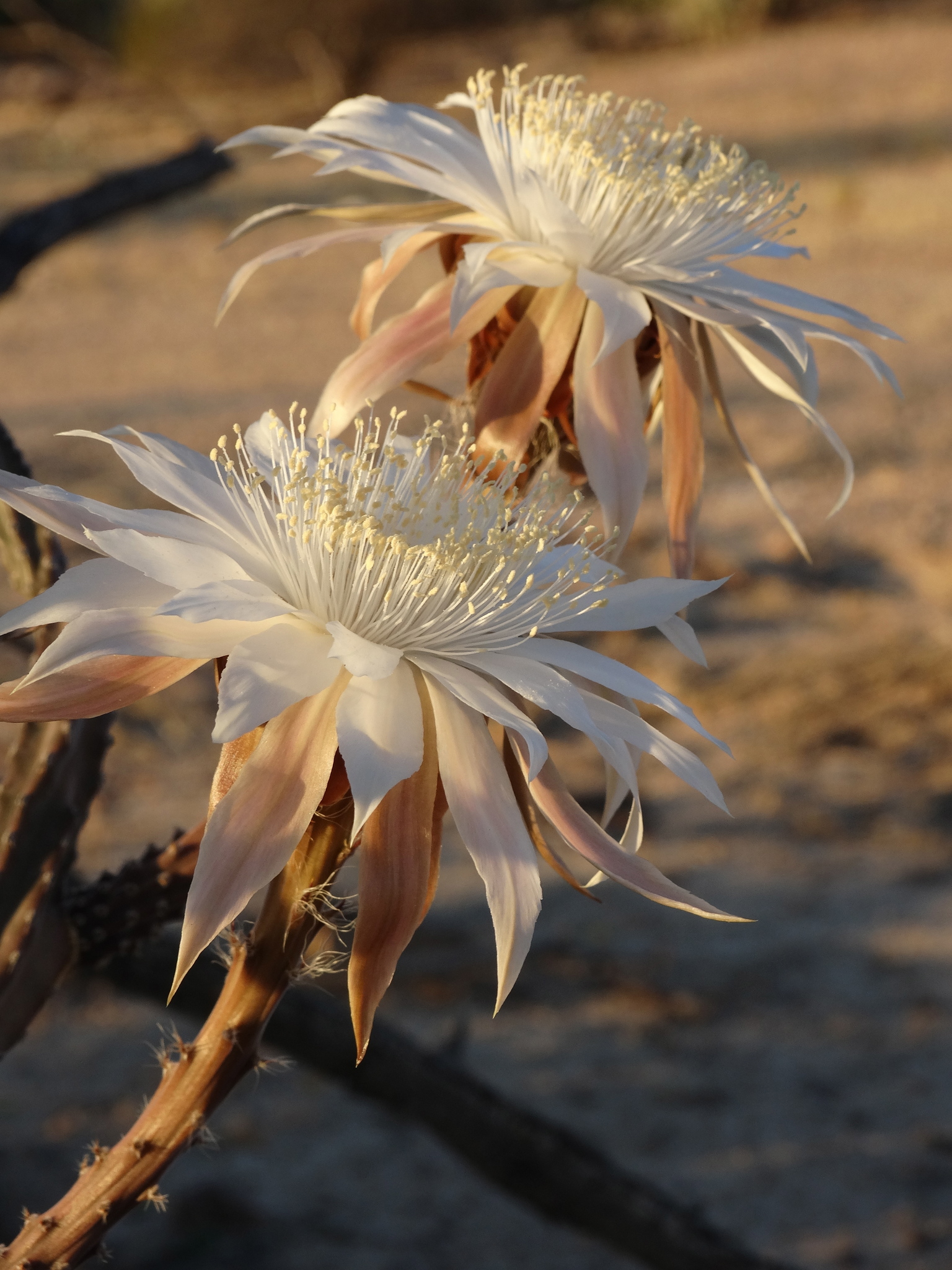Peniocereus greggii