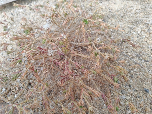 shaggy portulaca