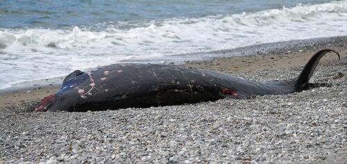Gray's Beaked Whale (Mesoplodon grayi)