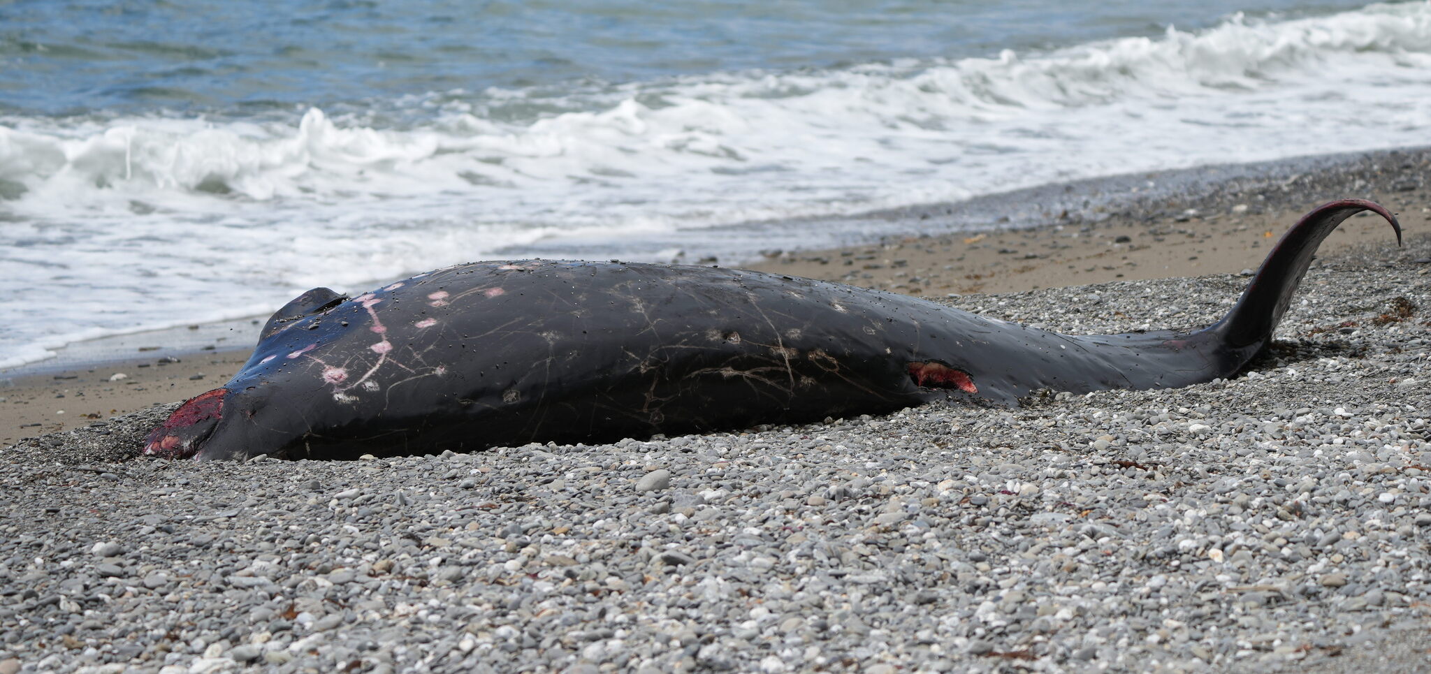 Mesoplodon grayi