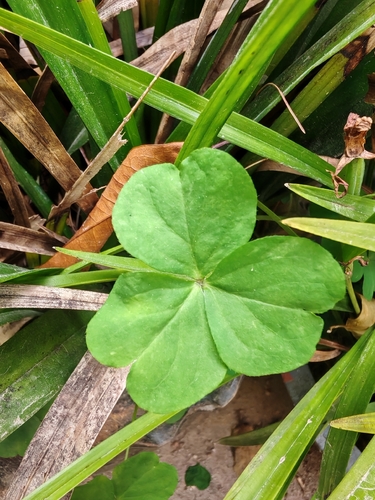 Largeflower pink-sorrel