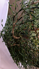 Hatiora salicornoides