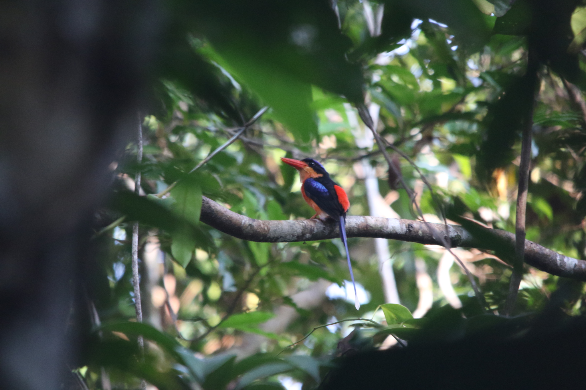 Red-breasted Paradise Kingfisher (Tanysiptera nympha), photo 4
