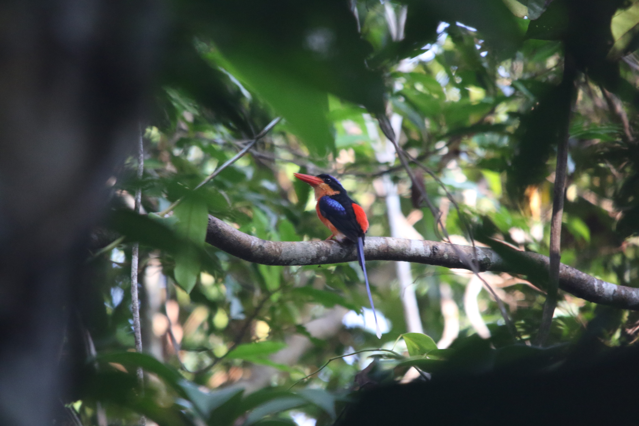Red-breasted Paradise Kingfisher (Tanysiptera nympha), photo 3