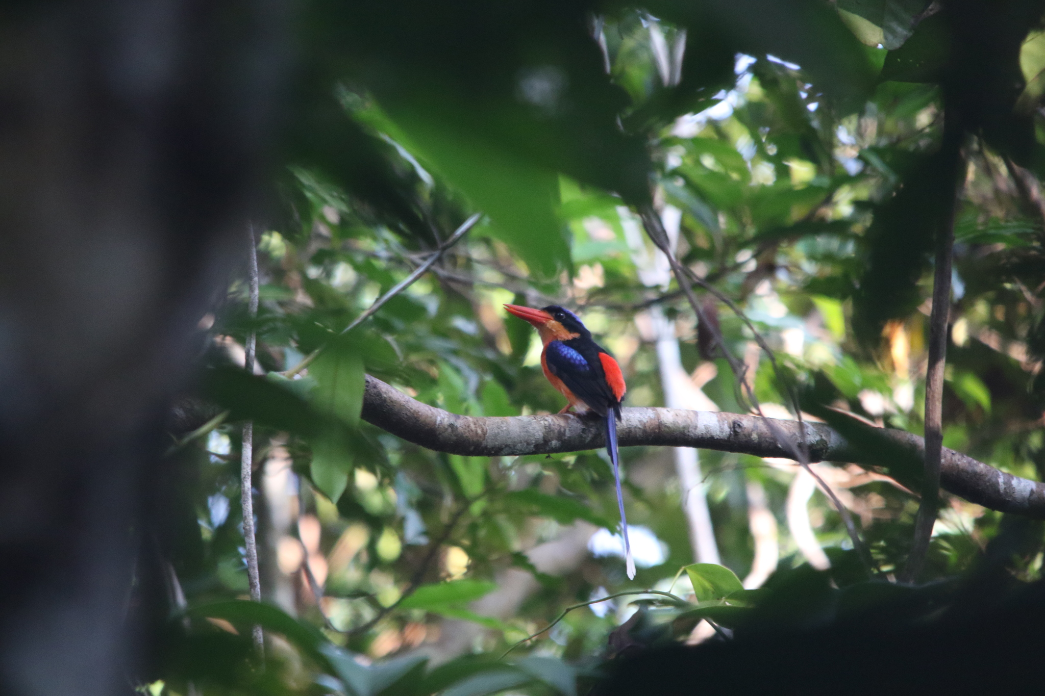 Red-breasted Paradise Kingfisher (Tanysiptera nympha), photo 8