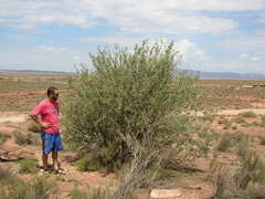 Berberis haematocarpa