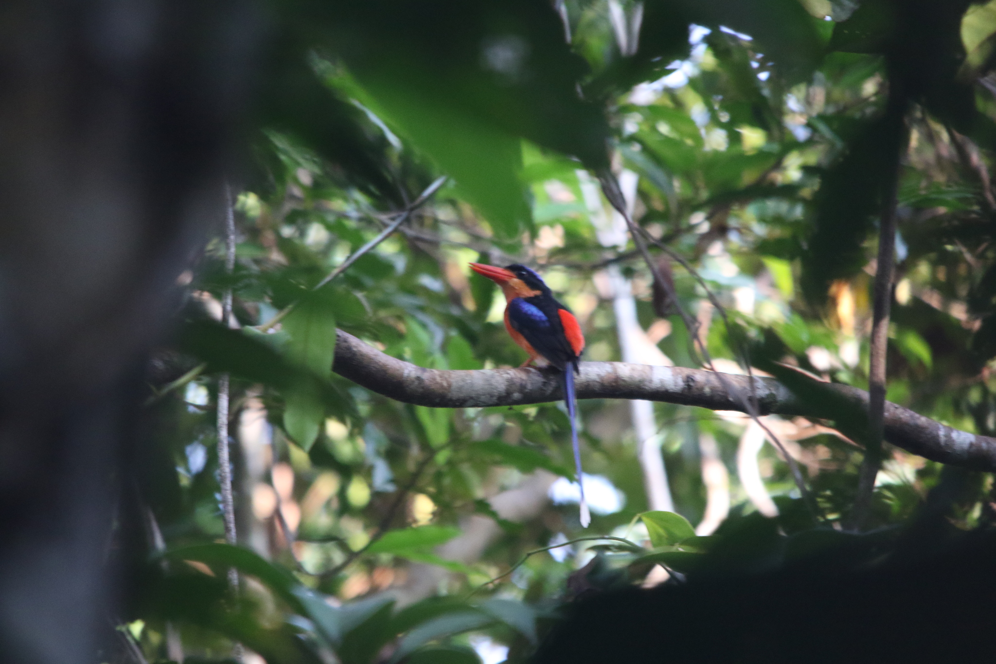 Red-breasted Paradise Kingfisher (Tanysiptera nympha), photo 9