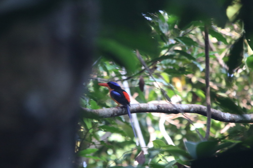 Red-breasted Paradise Kingfisher (Tanysiptera nympha), photo 10