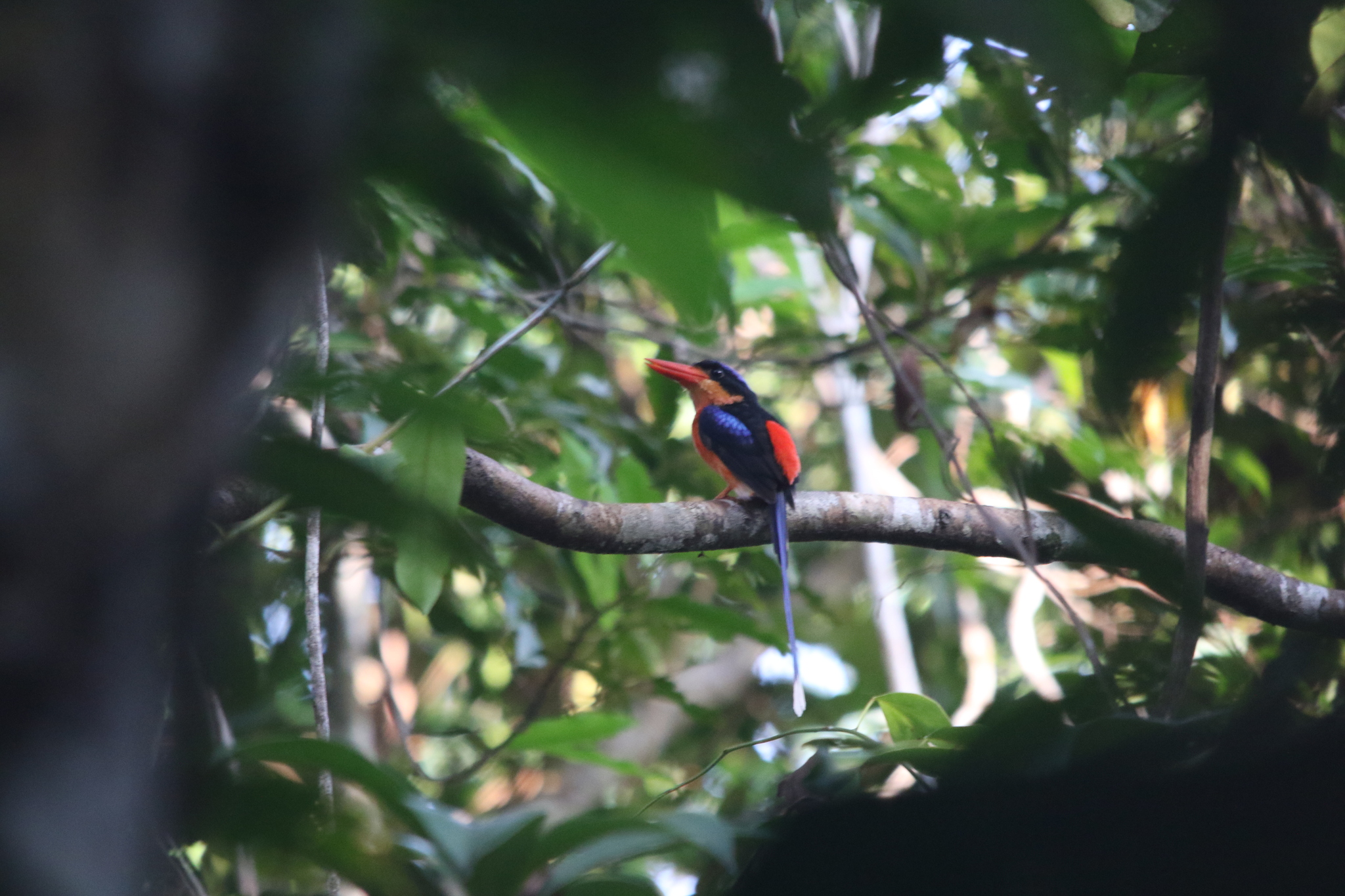 Red-breasted Paradise Kingfisher (Tanysiptera nympha), photo 10