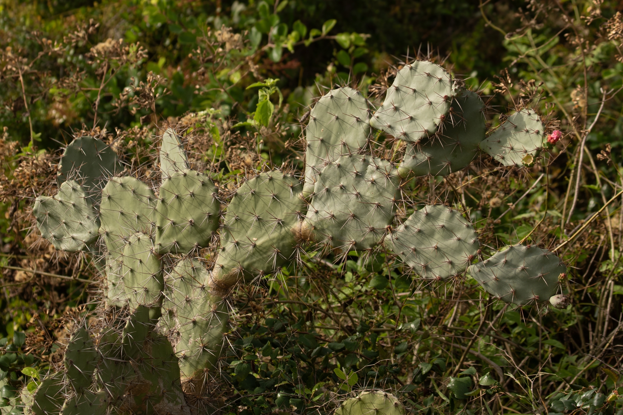 Opuntia elatior — ảnh 2
