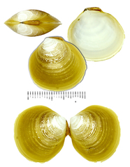 Felaniella usta