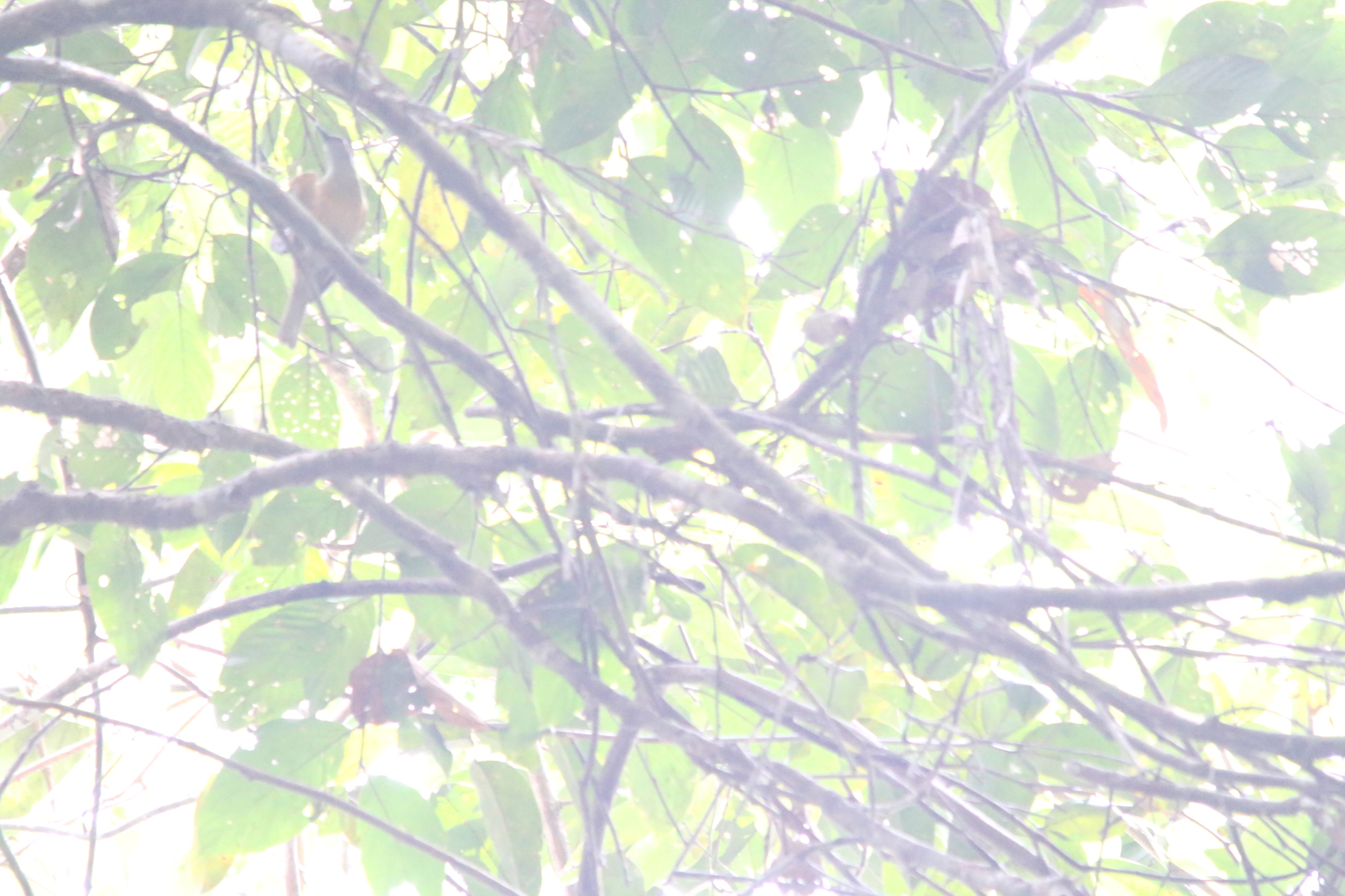 Tawny-breasted Honeyeater (Xanthotis flaviventer), photo 6