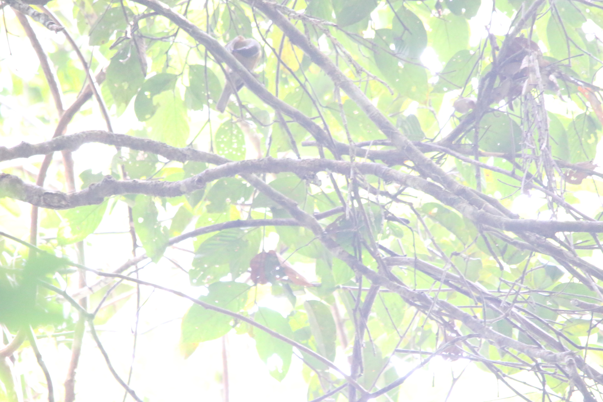 Tawny-breasted Honeyeater (Xanthotis flaviventer), photo 7
