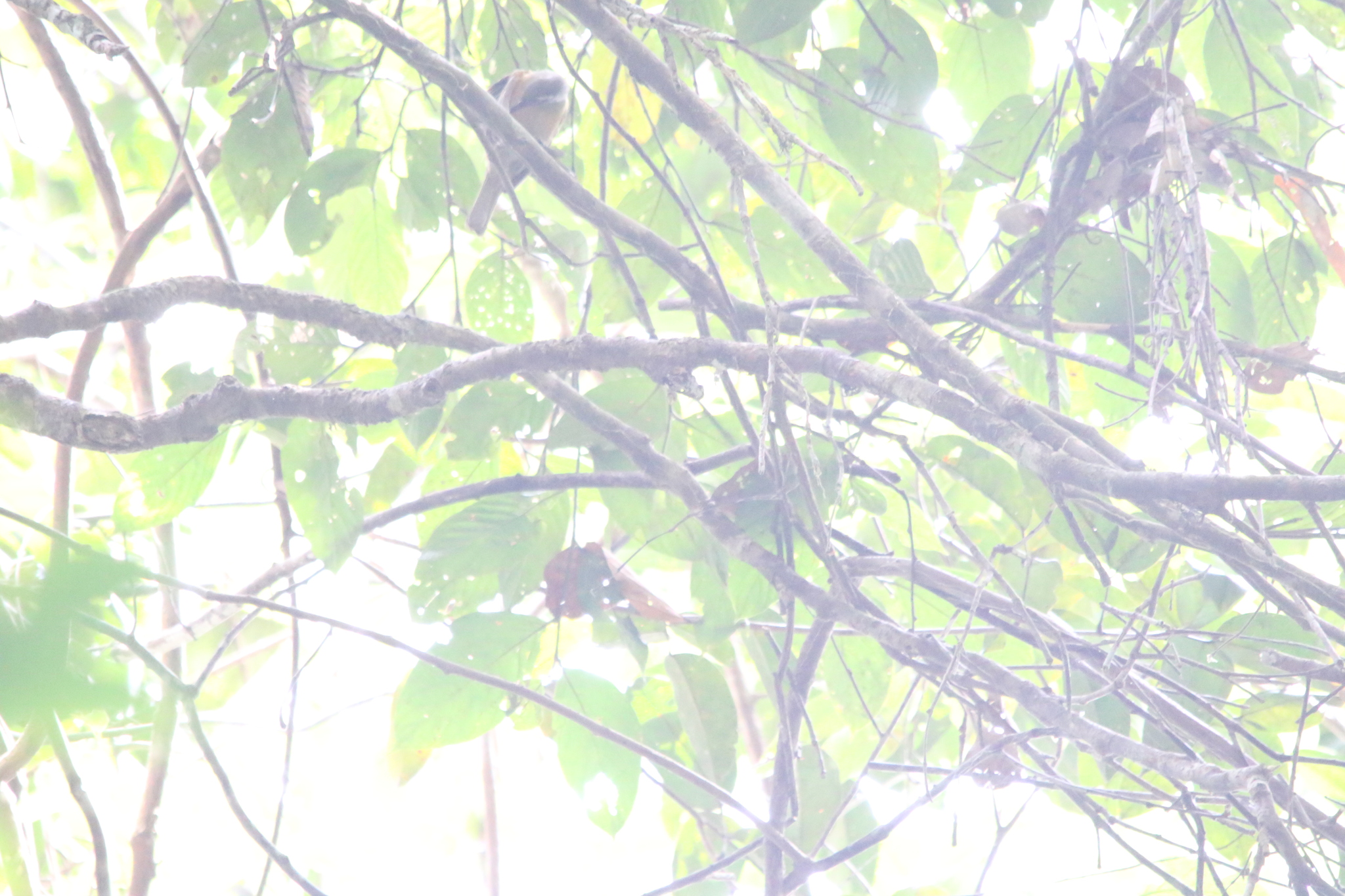 Tawny-breasted Honeyeater (Xanthotis flaviventer), photo 8