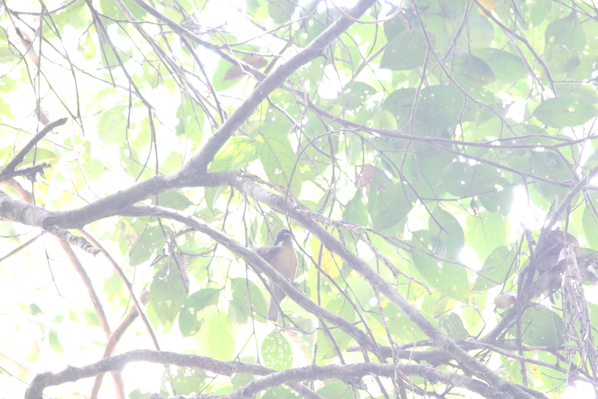 Tawny-breasted Honeyeater (Xanthotis flaviventer), photo 5
