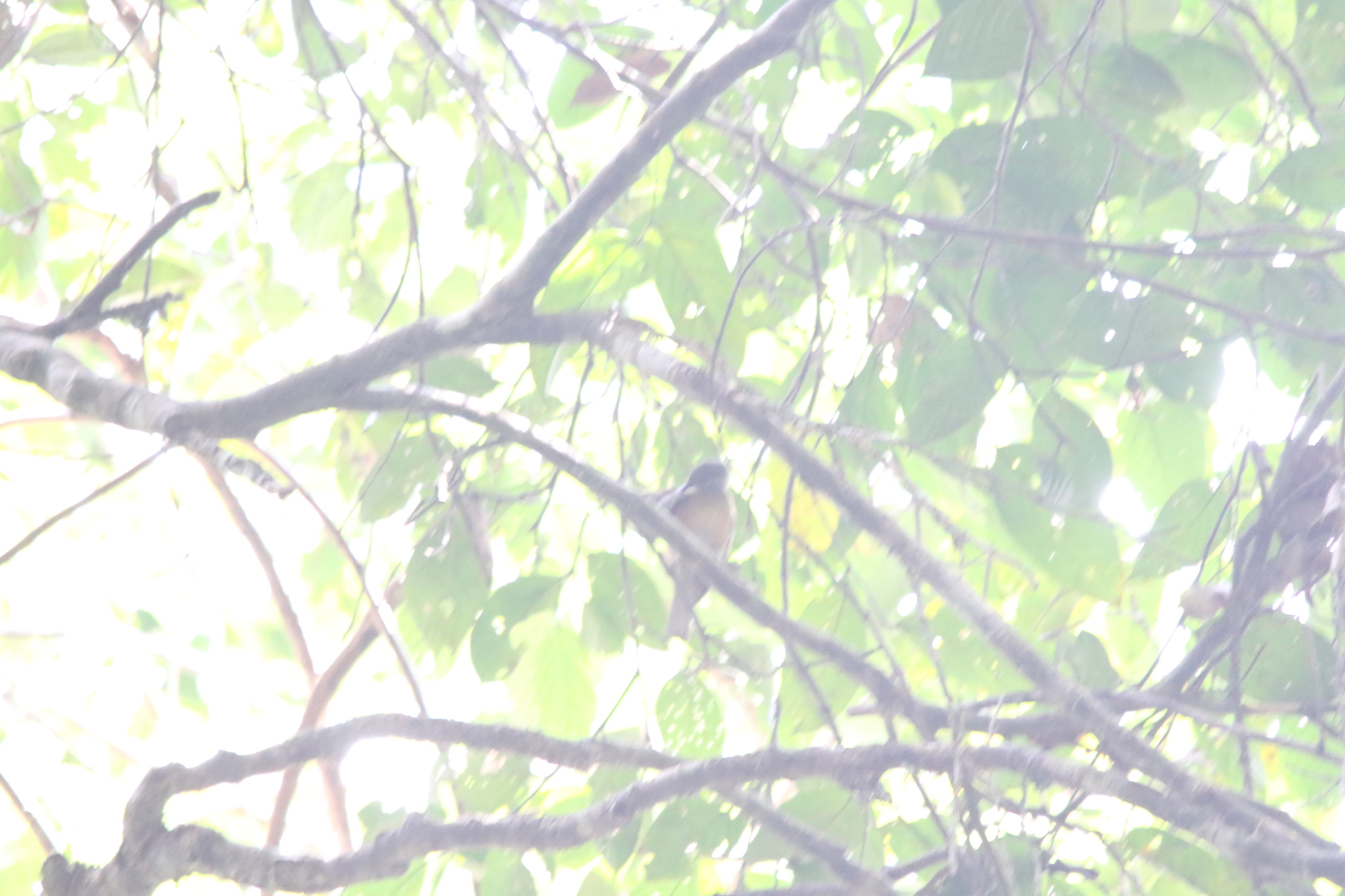 Tawny-breasted Honeyeater (Xanthotis flaviventer), photo 9