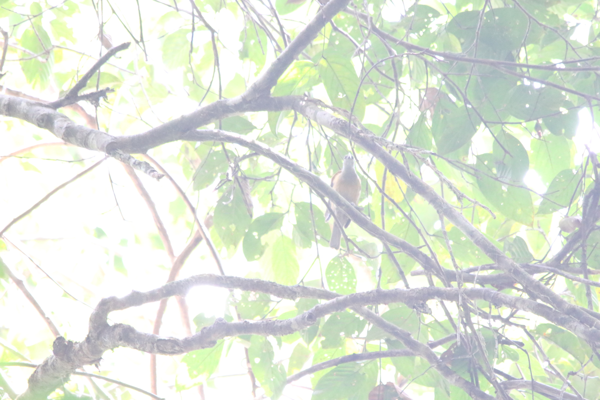 Tawny-breasted Honeyeater (Xanthotis flaviventer), photo 10
